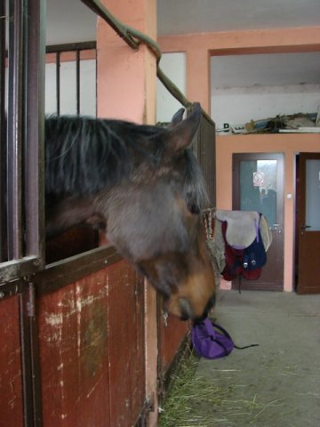 Hubertus 2010